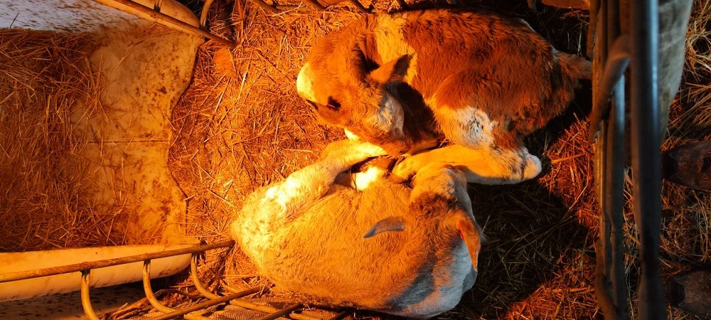 Продам 7-14-21-30 дневных бычков