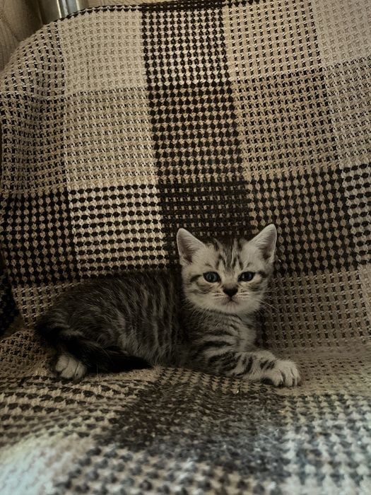 Шотландські коти