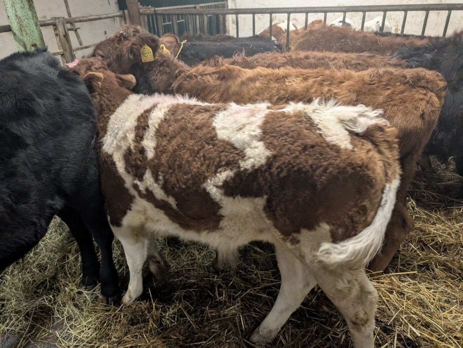 Sprzedam byczki 11 sztuk odchowane