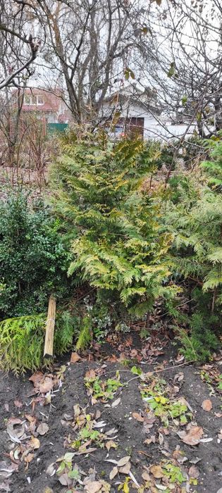 Туя західна 100-120 см