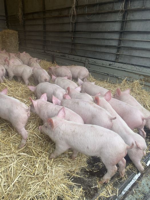 Поросята 23-24кг