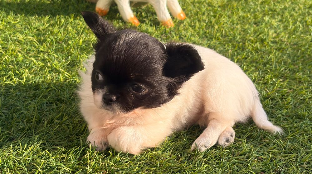 Chihuahua  macho