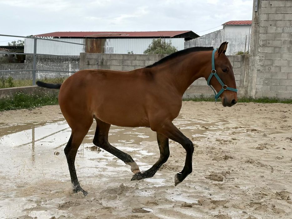 Poldro lusitano .