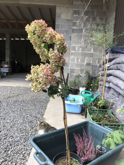 Гортензія волотиста