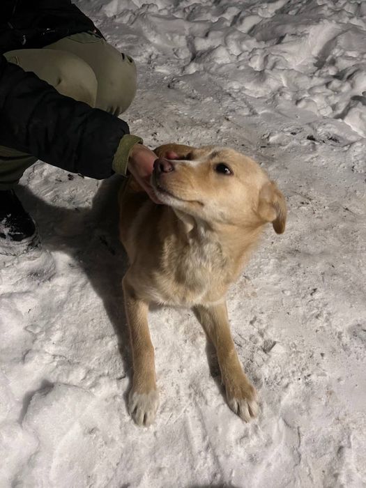 Собака, цуцик