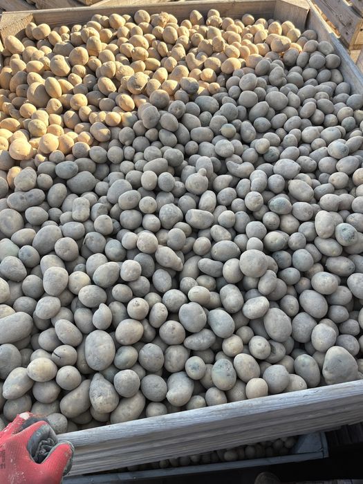 Ziemniaki paszowe odpadowe