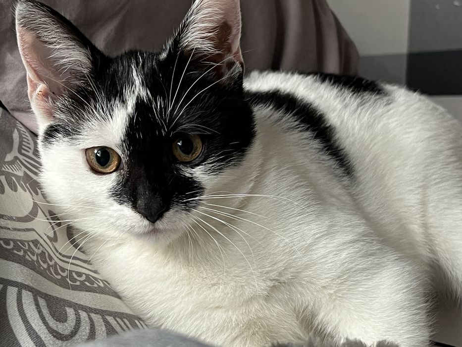 Zagninęła czarno biała kotka