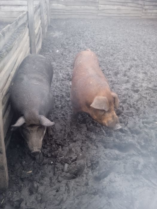 Поросята дюрок.  Селекція Dan Bred. Приймаю замовлення на весну.