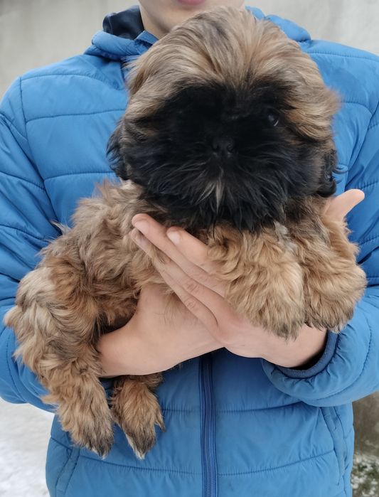 Suczka Shih Tzu gotowa do zmiany domku