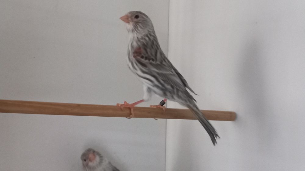 Canários Ágatas vermelho mosaico e Ágata opala vermelho mosaico