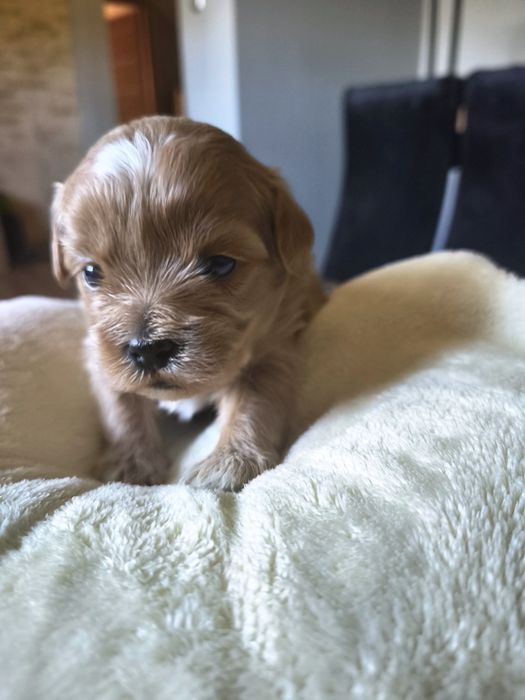 Maltipoo (Maltańczyk + Pudel Toy)