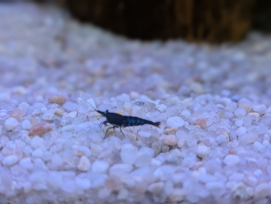 Krewetki Blue Velvet