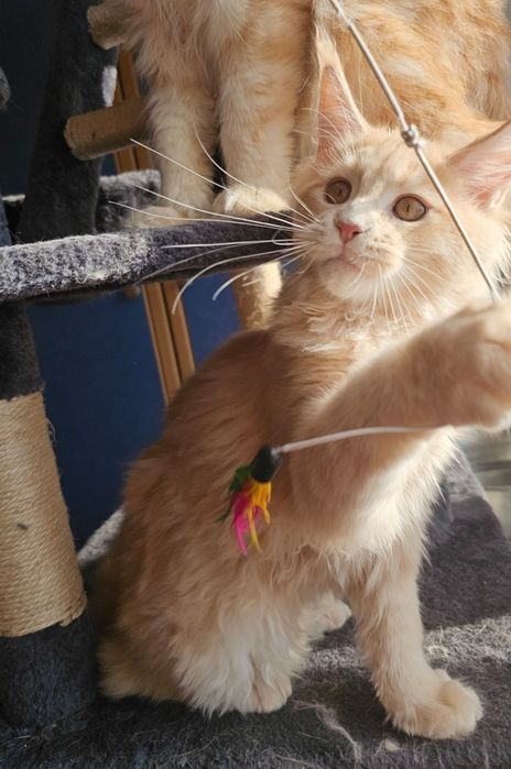 Котёнок породы Мейн-кун,  котик