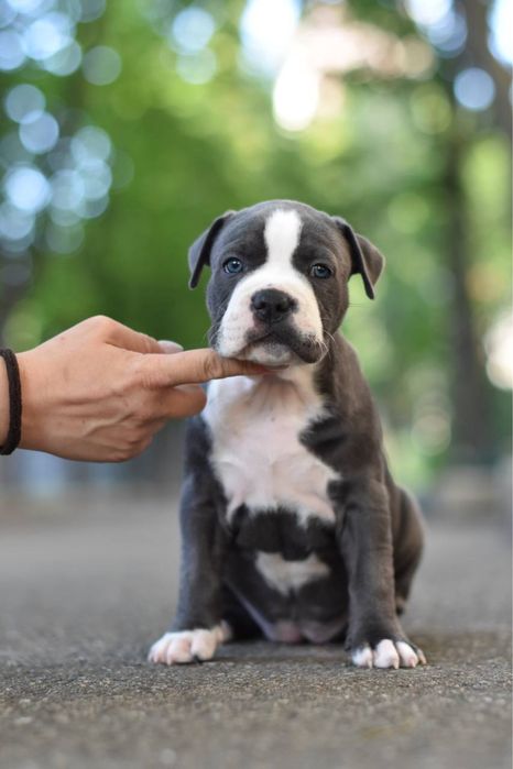 Очень нарядные щенки стафф терьера) голубой с белым окрас