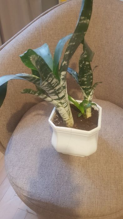 Aechmea - kwiat doniczkowy