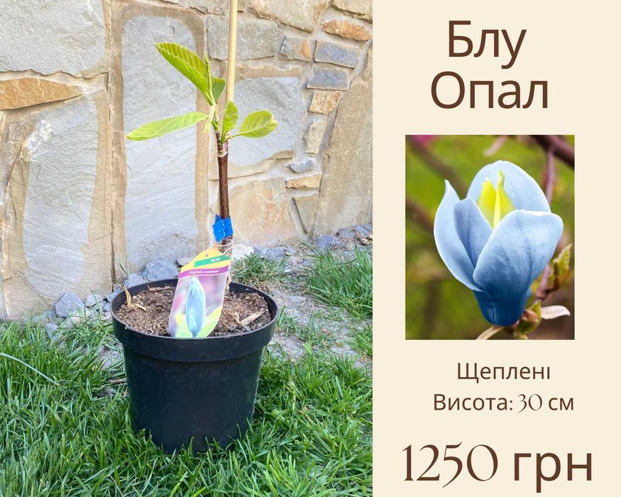 Магнолія ГОЛАНДІЯ 3л Дженні блек туліп фелікс джурі Пінк Пірамід Дафні Клеопатра Сюзан Нігра  Рустіка Рубра Ленней  Мерріл Гелаксі Джурі Альба Суперба