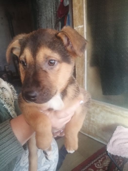 Отдам привезенных щенков