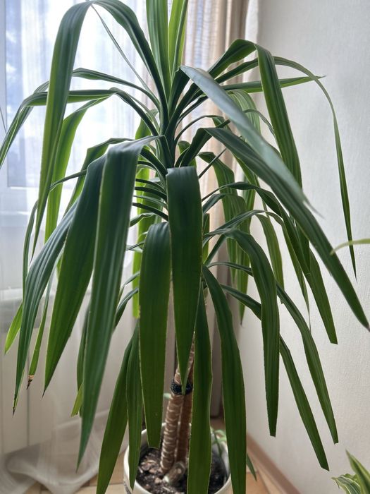 Юка (юкка), пальма