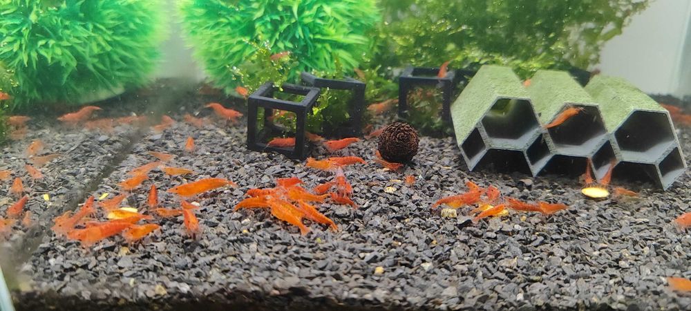 Krewetki czerwone wybarwione Neocaridina Red Cherry