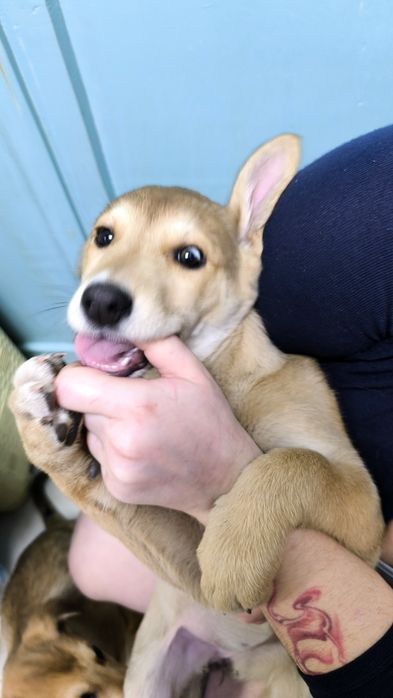 Дівчинка, безкоштовно, цуценя шукає родину