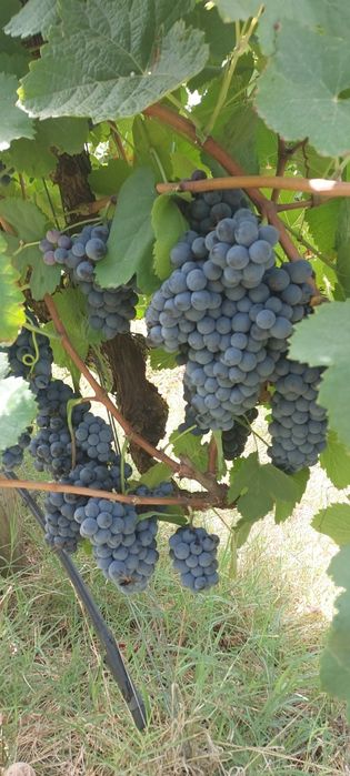 Uvas para vinho verde -Amarante