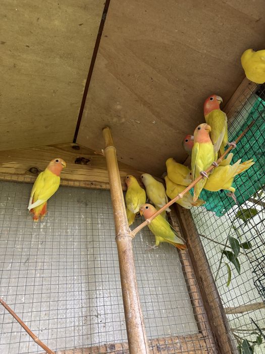 Agapornis roseicollis de várias cores