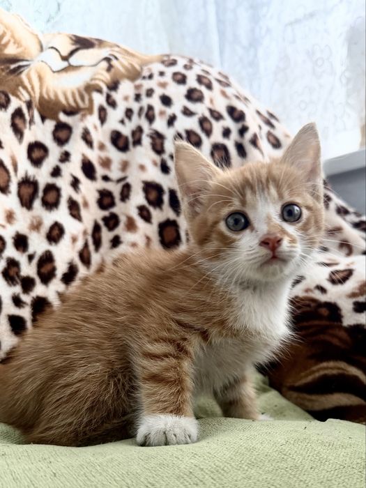 Котик шукає люблячу родину