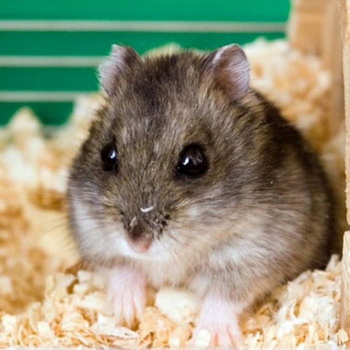 джунгский хом'як