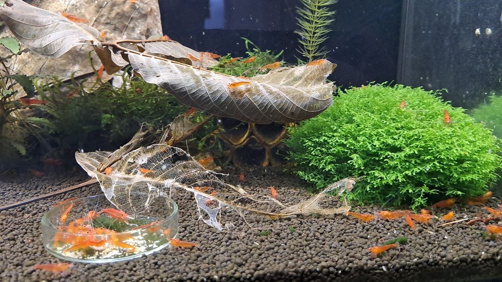 Krewetki Tangerine Tiger Bloodshot