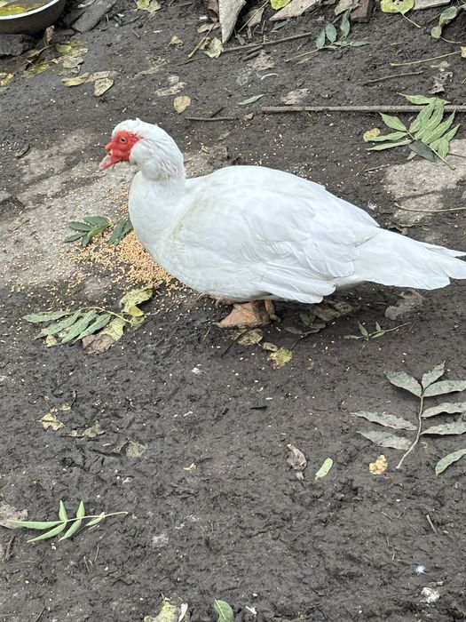 Продам мускусних качок