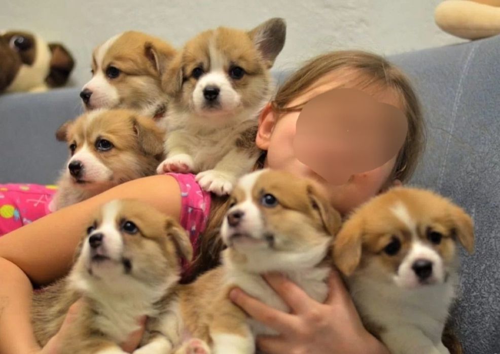 Питомник. Доставка. Породистые щенки Вельш Корги