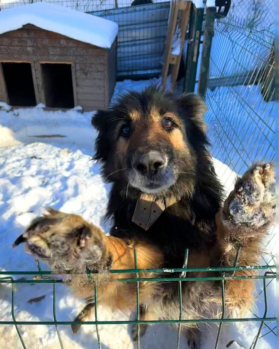 Німецька Вівчарка , Дівчинка