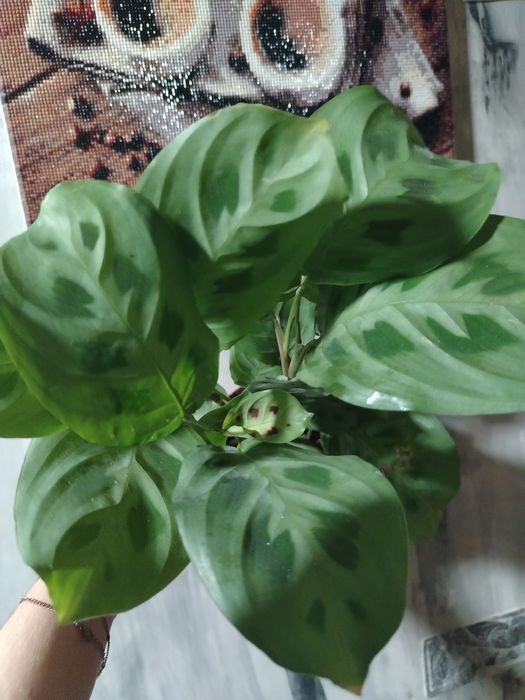 Вазони та дільонки маранти