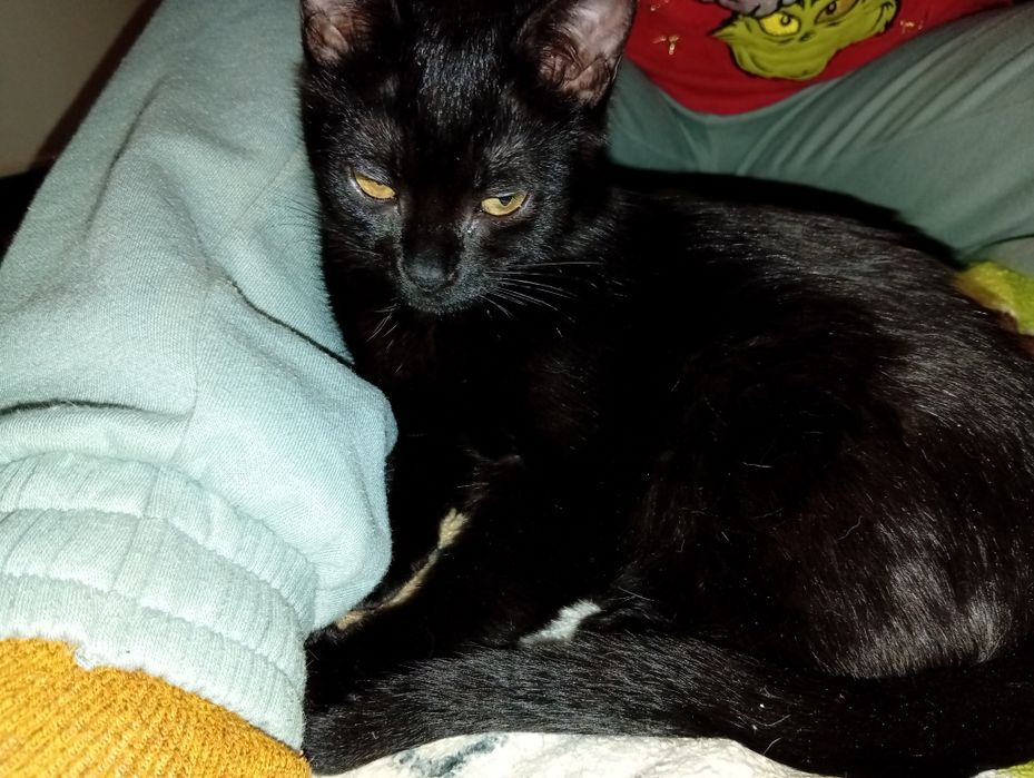 Кошеня в добрі руки