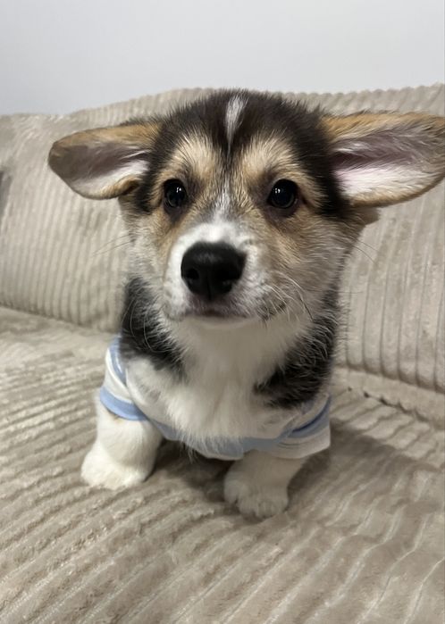 Corgi Pembroke tricolor piesek