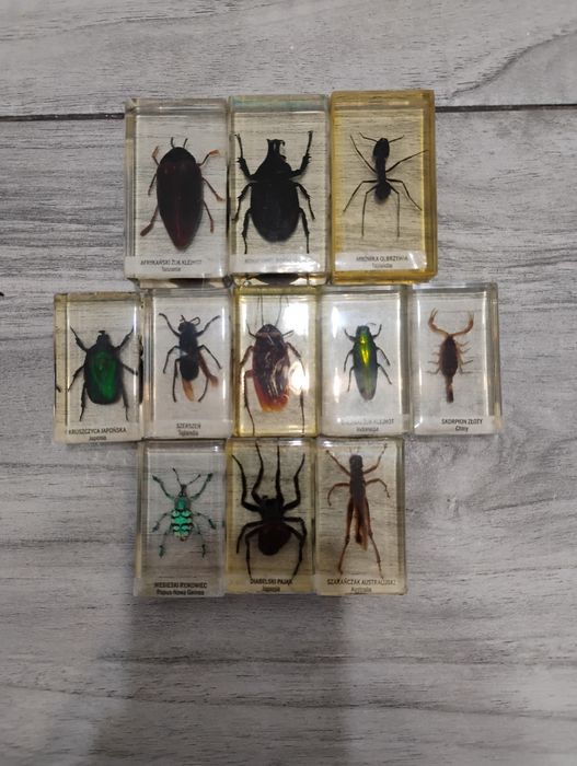 Mini kolekcja owadów