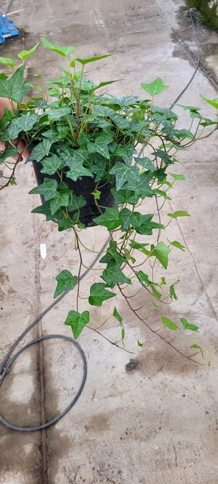 Hedera XXL w doniczce 17 cm – imponujące pędy