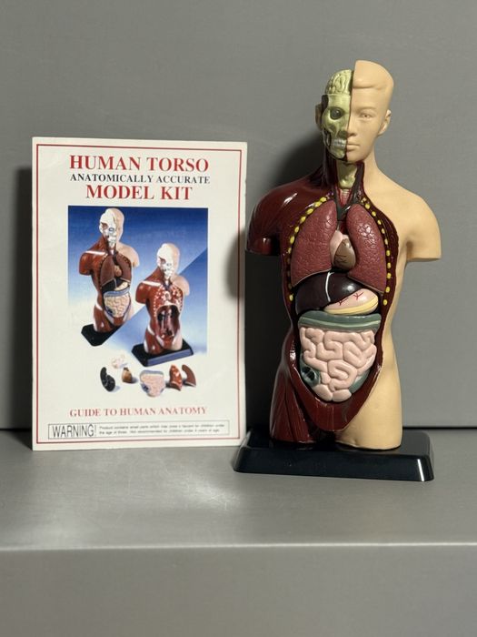 Анатомічна модель «Анатомія для школярів» 26см з буклетом англійською