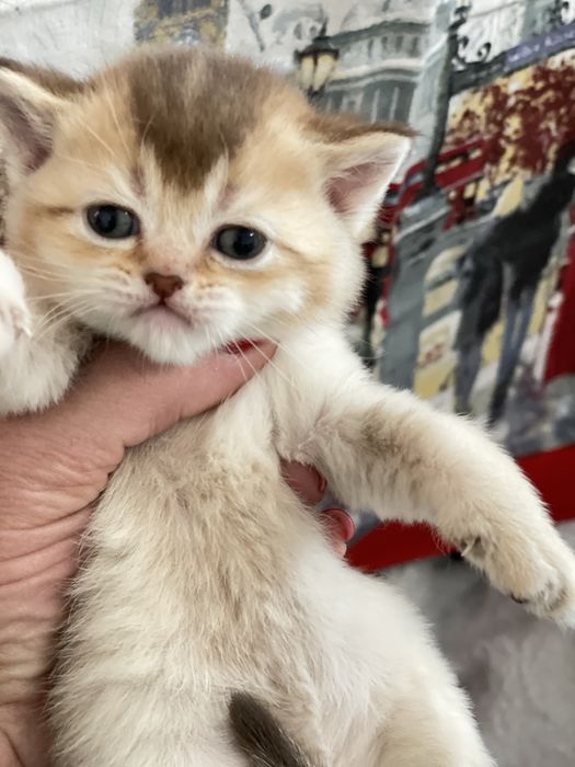 Продам!Котят британской шиншилы