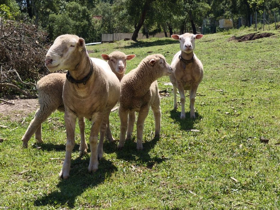 Borregos machos Ilê de france 6 meses