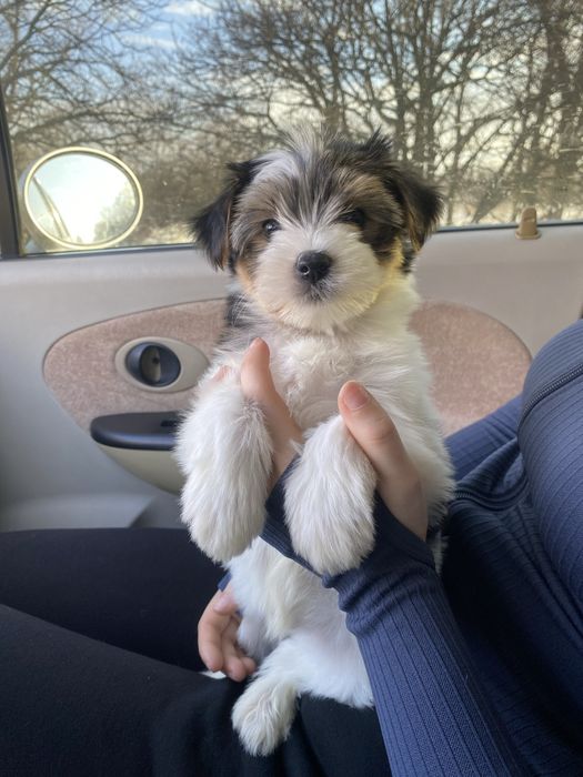 Красунчик Бівер йорк хлопчики