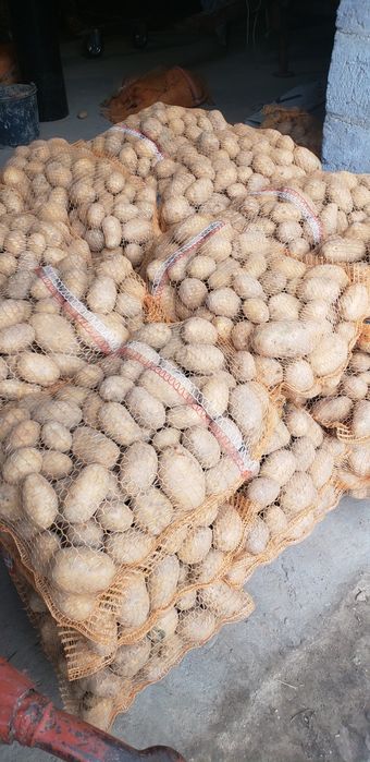 Sprzedam ziemniaki jadalne Soraya oraz Queen Anne