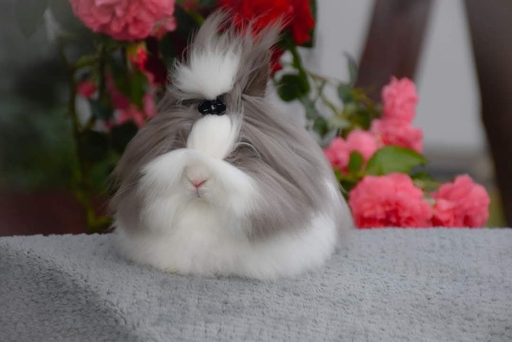Karzełek Teddy/ rasa długowłosa/ puszyste