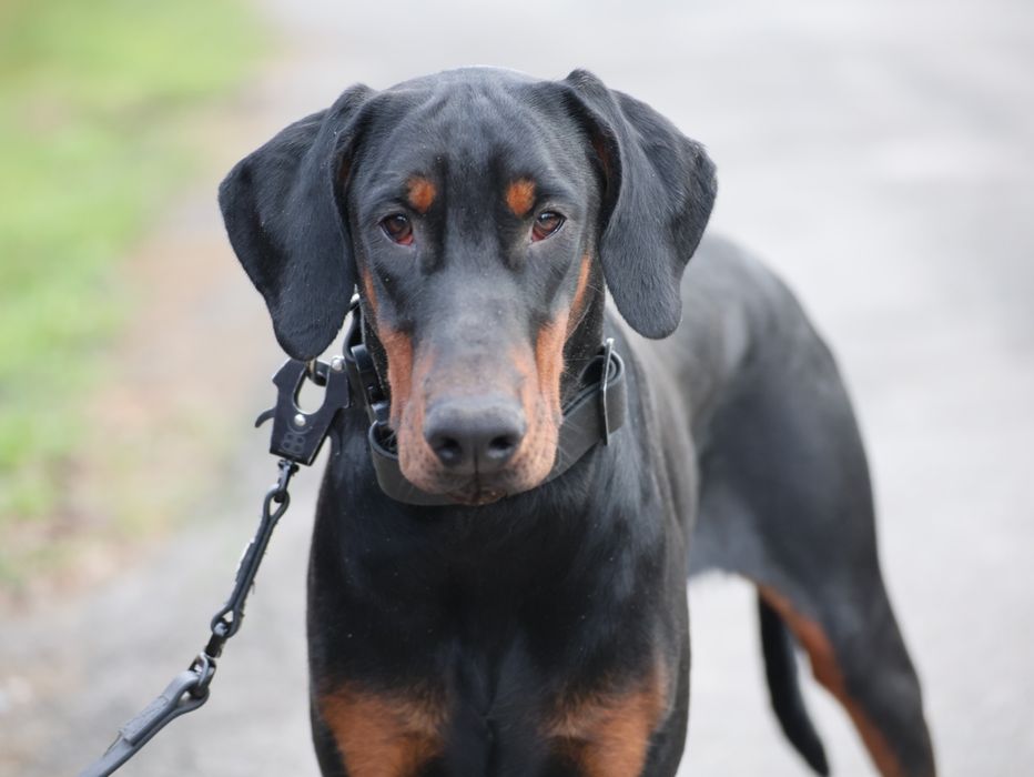 Хдопець. Доберман