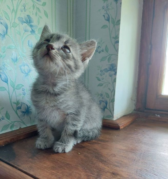 Котенок мальчик в добрые руки