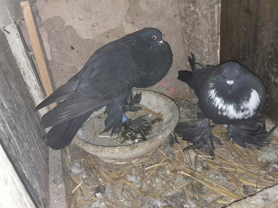 Garłacze gołębie ozdobne