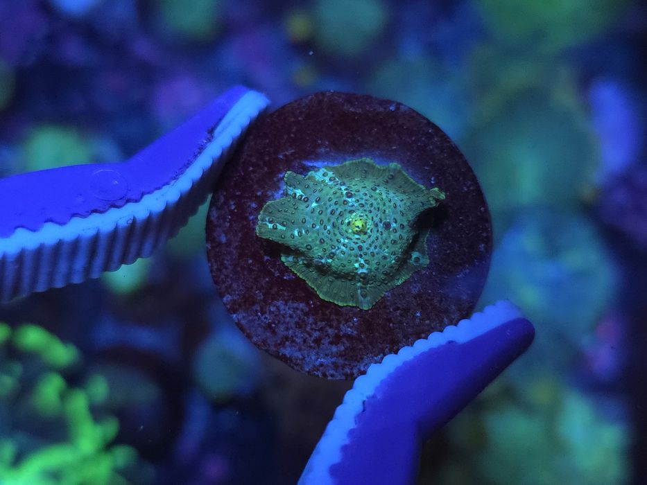 Discossomas, corais de água salgada