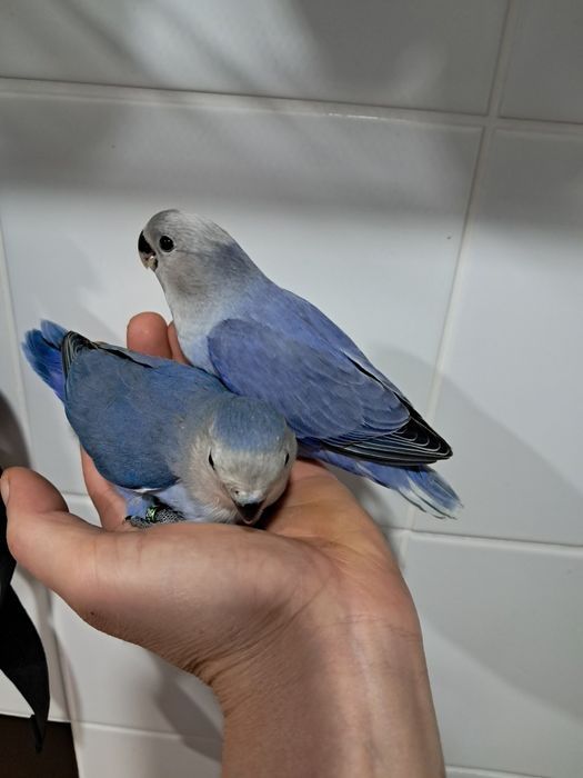 Agapornis roseicollis criados á mão