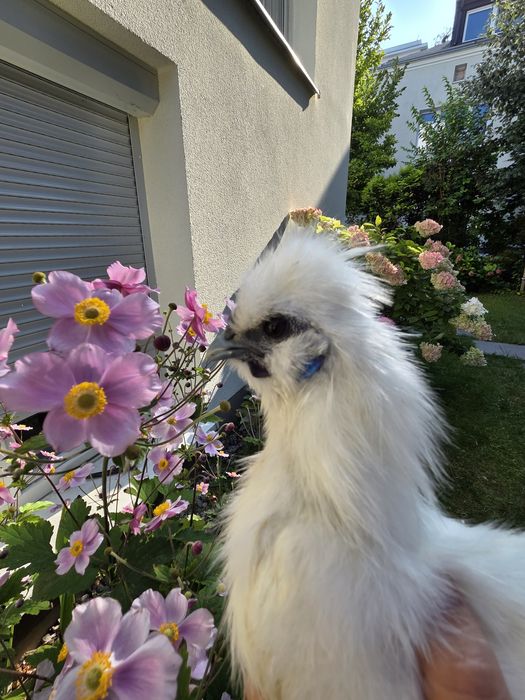 Kogut Silka jedwabisty 9 miesiecy miniatura Warszawa