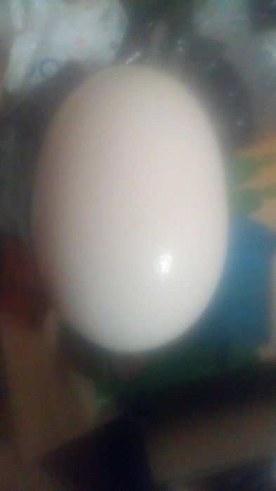 Ovos de avestruz galados